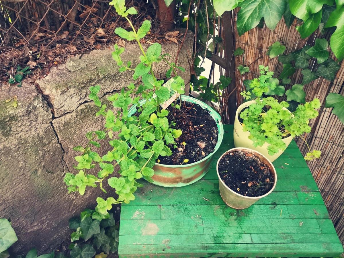 Flat In Historic Villa With Your Own Private Garden, Near City Park 布达佩斯 外观 照片